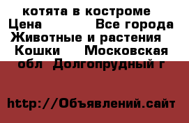 котята в костроме › Цена ­ 2 000 - Все города Животные и растения » Кошки   . Московская обл.,Долгопрудный г.